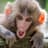 Macaque
