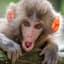 Macaque
