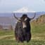 Yak