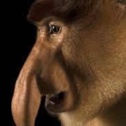 Numbynut