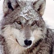 DeLachendeWolf
