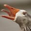 Goose
