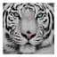 TigerBlitz