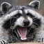 Diabolical Raccoon