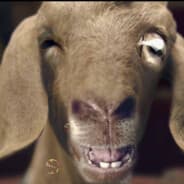 Nasty Goat