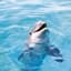 Dolphan