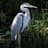 Heron