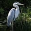 Heron