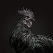 El Gallo Negro