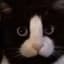 [CAT] DedzeeJr