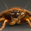 Roach