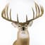 BUCKMASTER5800