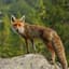 Uniquefox