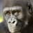 Gorilla Enthusiast