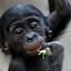 Le ptit singe bonobo