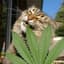 kush cat