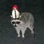 pope raccoon