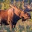 Moose