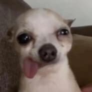 Chihuahua Reventao