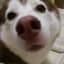 Koda