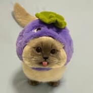 beemo