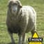 Dave The Sheep