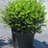 boxwood00967