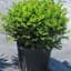 boxwood00967