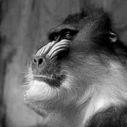 ReggieBaboon