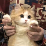 突破手猫猫