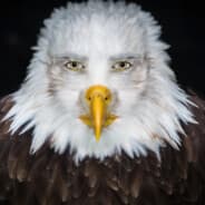 EagleSmári