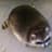 Obese Raccoon