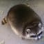 Obese Raccoon