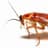 Roach