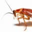 Roach