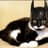 Batcat