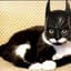 Batcat