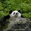 Panda_is_bea