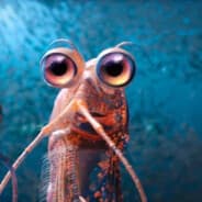 Will the Krill