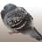 A Pigeon