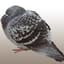 A Pigeon