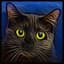 madcat90