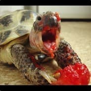 Flowerturtle