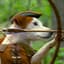 Wishbone (from PBS)