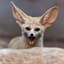 Fennec
