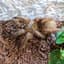 Squirmin L Toad
