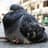 pigeon_bro123