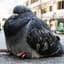 pigeon_bro123