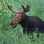 Mjolnir_Moose