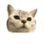 SakıztheCat